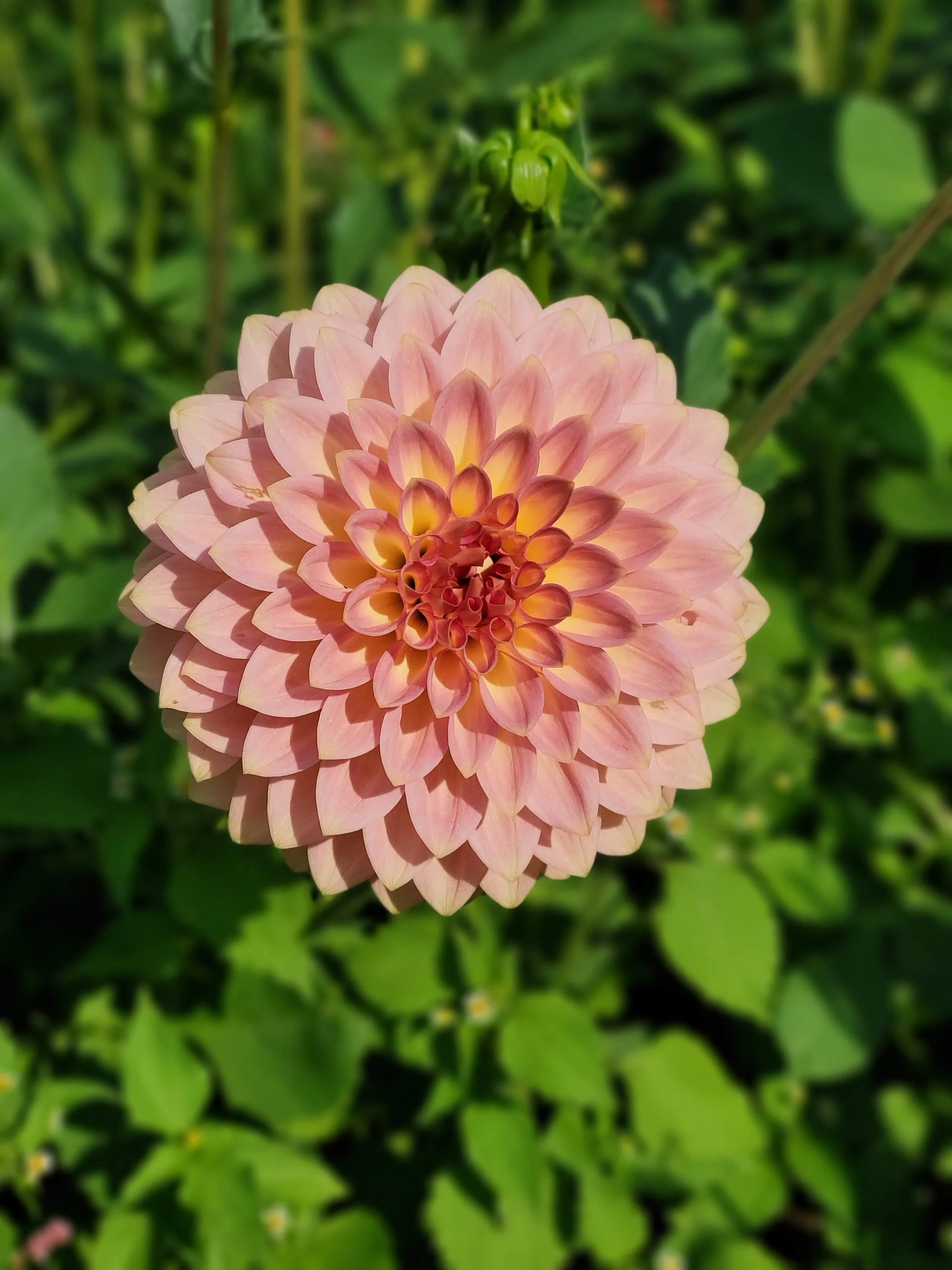 soor ploom■DAHLIA SMOCK■TEA soor ploom□DAHLIA SMOCK□TEA